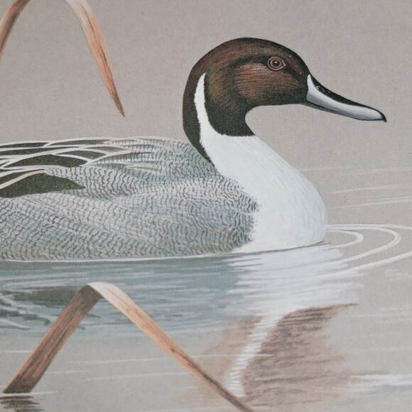 John P Lee 1983 Unframed print Pintail Duck #554/650 Pencil Signed 11⅛ x 10¼ - Picture 5 of 16
